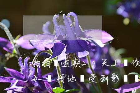 拍拍貸逾期20天：上門催收是否真實？戶籍地會受到影響嗎？
